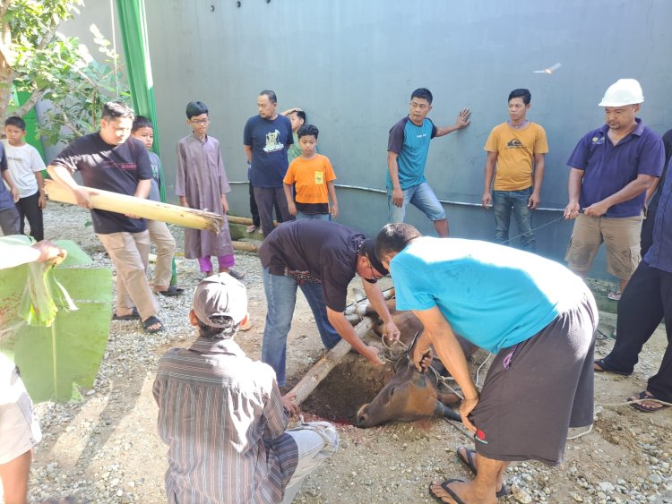 Takbir, Pelaksanaan Qurban Mushalla Al Amin Podomoro Bukit Mas Berjalan Lancar