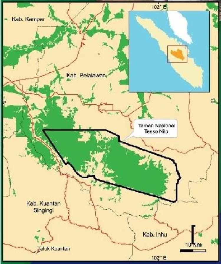 Taman Nasional Tesso Nilo Banyak Dikuasai Perusahaan Sawit